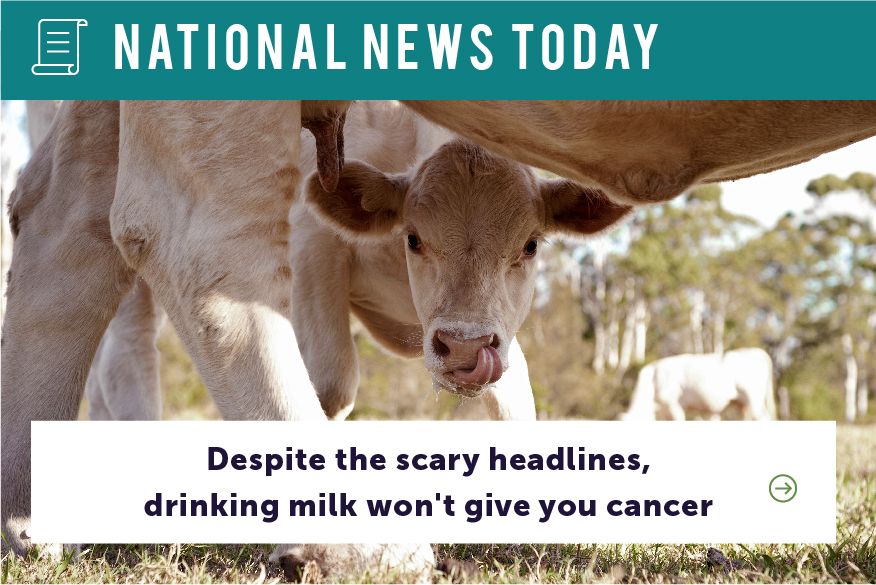 Illustration of a website article, with the website title: National News Today. The headline of the article is: Despite scary headlines, drinking milk won’t give you cancer. Photo in the article shows a baby calf standing underneath its mother.