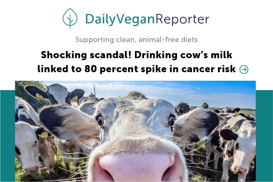 Illustration of a website article, with the website title: Daily Vegan Reporter. The headline of the article is: Shocking scandal! Drinking cow’s milk linked to 80 percent spike in cancer risk. Photo in the article shows a group of cows, with one cow peering closely into the camera.