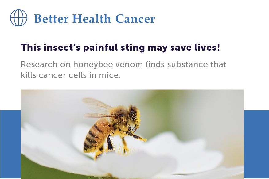 Illustration of a website article, with the website title: Better Health Cancer. The headline of the article is: This insect’s painful sting may save lives!. Photo in the article is of a honey bee sitting on a white flower.