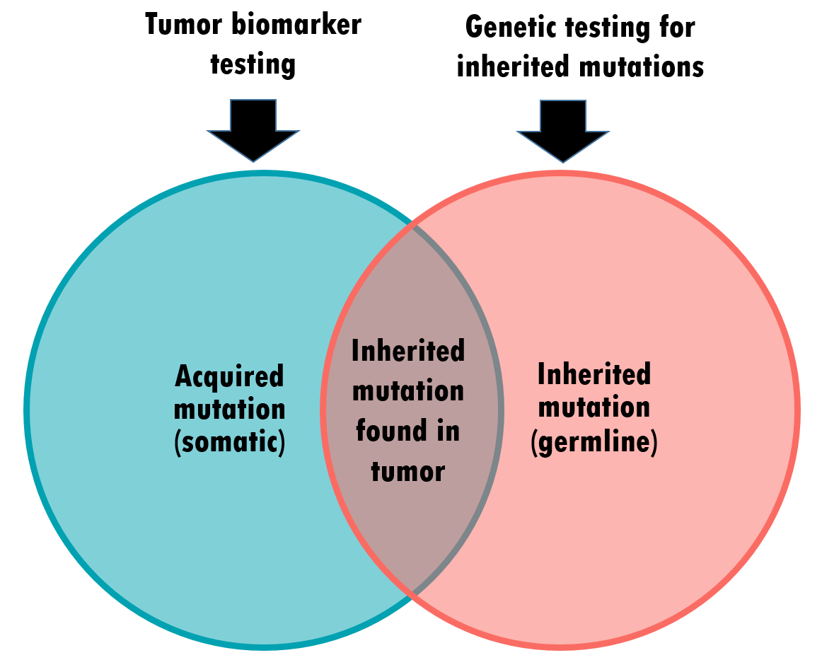 Illustration of concept of the overlap between tumor <button
                x-data
                class='glossary-tip tt-biomarker'
                x-tooltip='<p>A chemical in the body that can be measured. Doctors sometimes run tests to measure biomarker levels to diagnose or track a condition. CA125 is an example of a biomarker that can be elevated in women with ovarian cancer.&nbsp;</p>
'
            >biomarker</button> testing and genetic testing